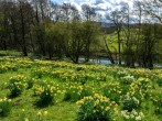 Daffodils Daffodils